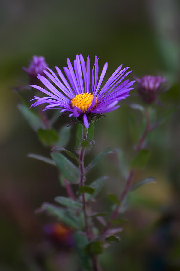 New England Aster Photograph by Dale Kincaid