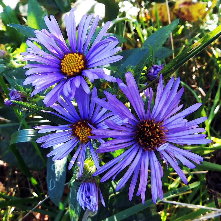 New England Aster Photograph by Shawna Rowe