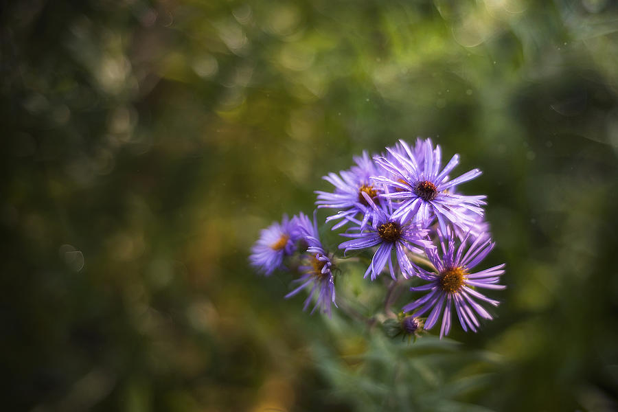 Flowers Photograph - New England Asters by Scott Norris