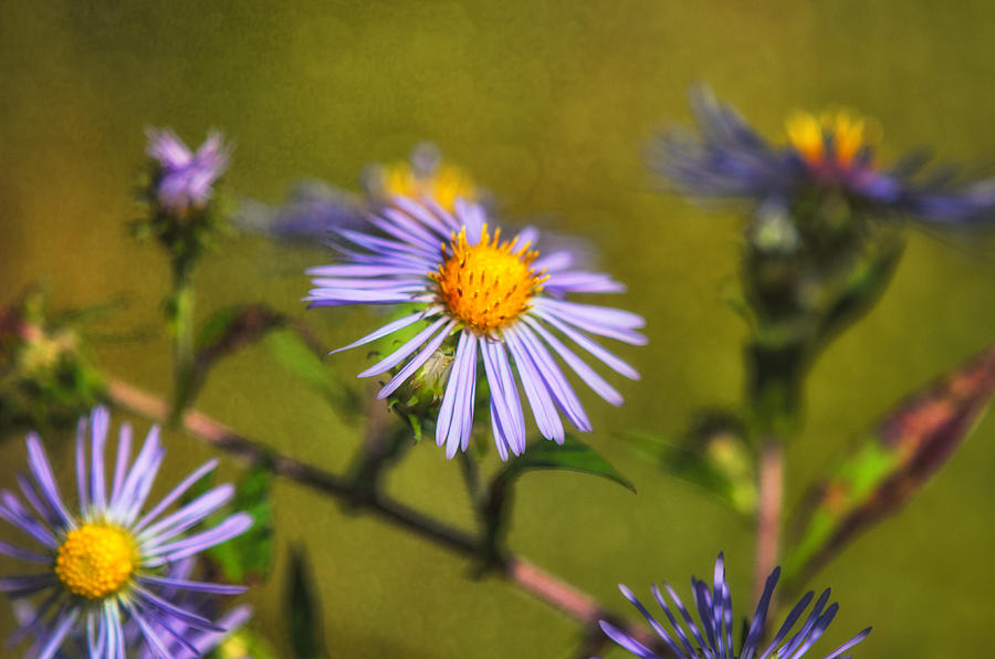 New England Asters Photograph by Sue Capuano