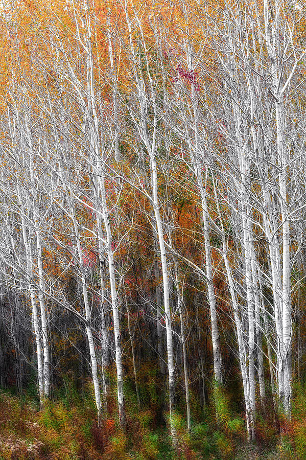 New England Autumn Birches Photograph by Bill Wakeley