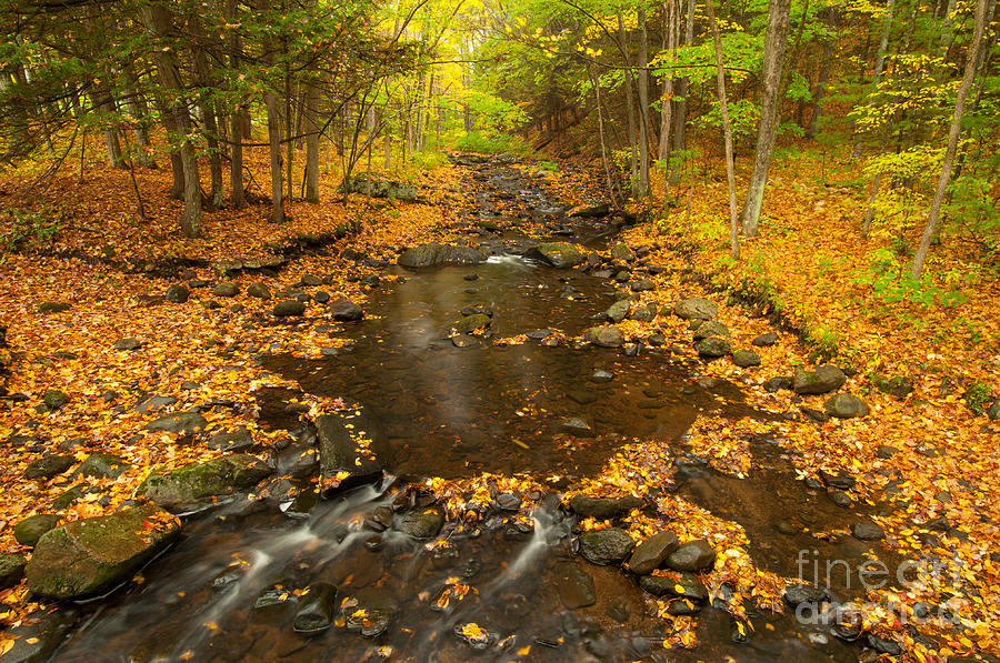New England - Bee Brook Autumn Photograph by JG Coleman
