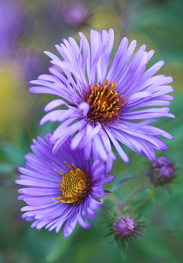 New England Fall Aster Photograph by Thomas J Martin | Fine Art America