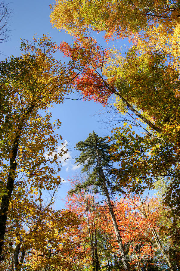 New England Fall Color Photograph by David Birchall