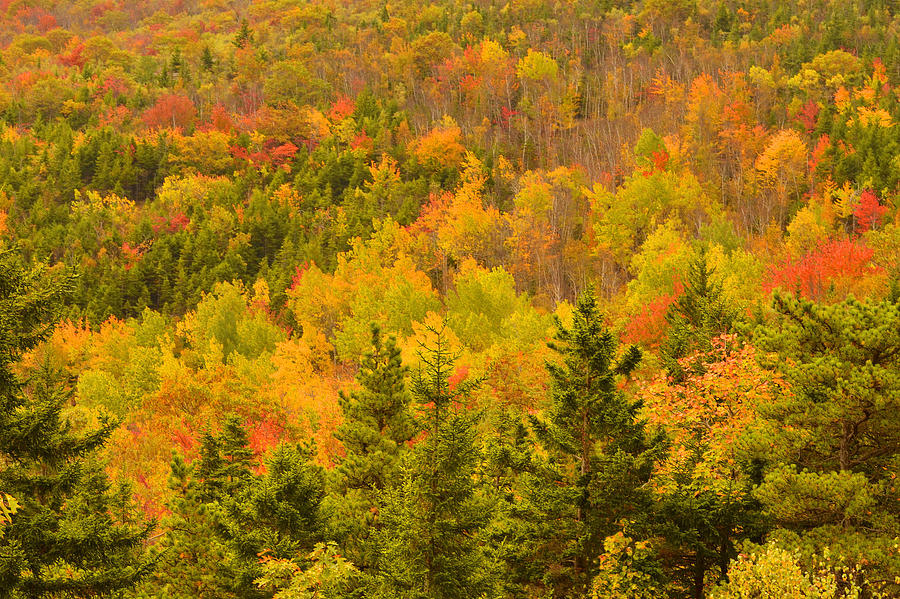 Acadia National Park Photograph - New England Fall Color Explosion by Stephen Vecchiotti