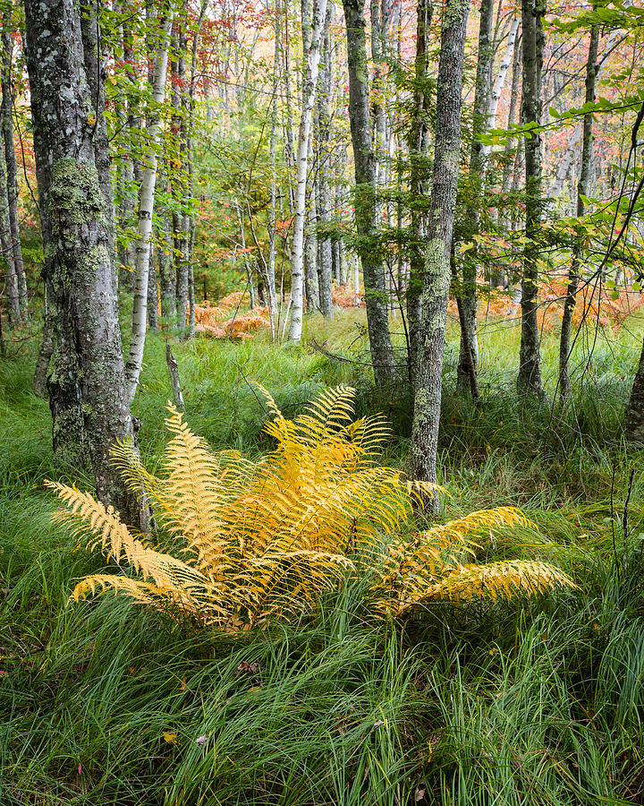 New England Ferns and Forest - Early Fall Acadia National Park