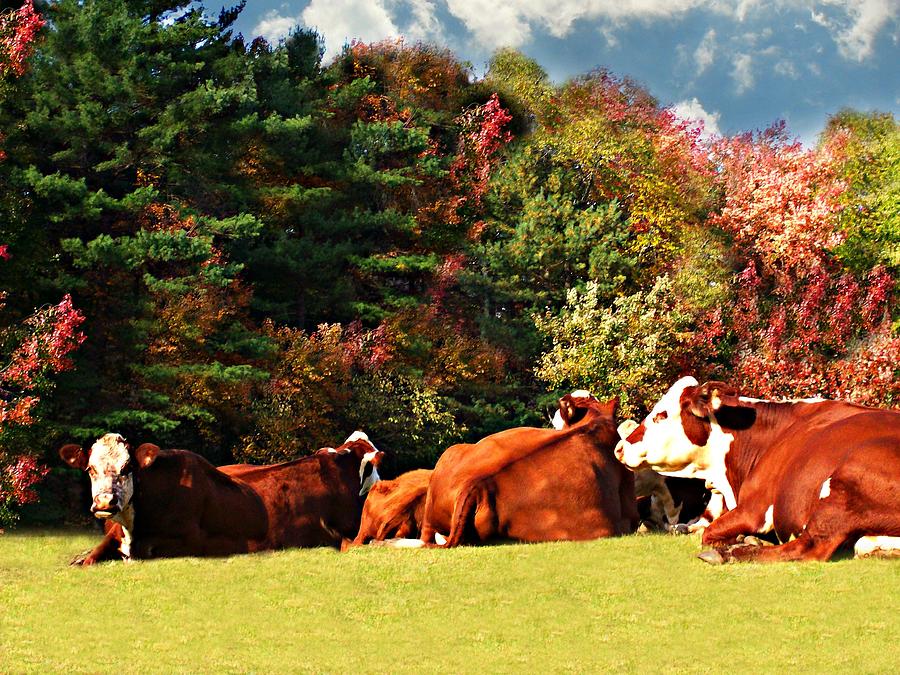 Cow Photograph - New England Indian Summer by Barbara S Nickerson