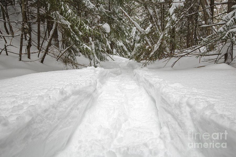 Nature Photograph - New England Snow-covered Forest - New Hampshire USA by Erin Paul Donovan