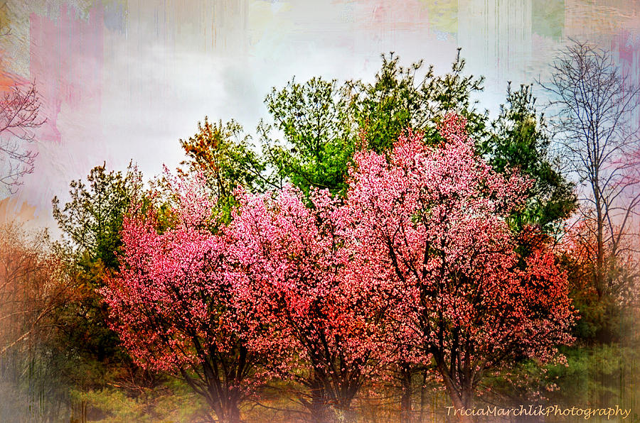 Landscape Photograph - New England Spring by Tricia Marchlik