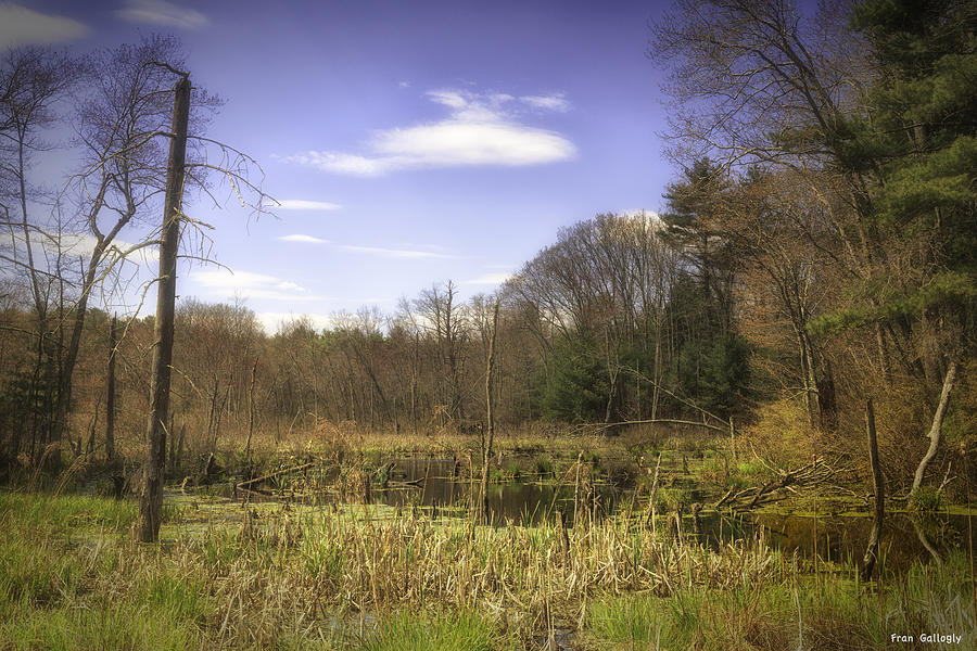 Tree Photograph - New England Wetland by Fran Gallogly
