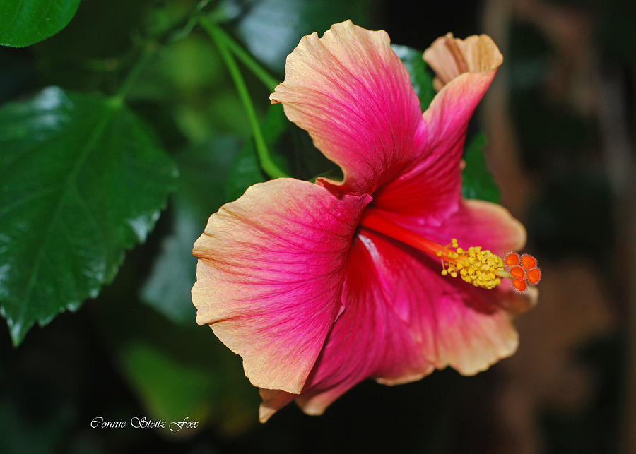New Every Morning - Hibiscus Photograph by Connie Fox
