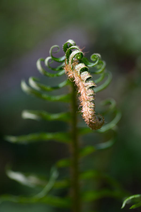 New fern in the Morning Light Photograph by Leah Palmer