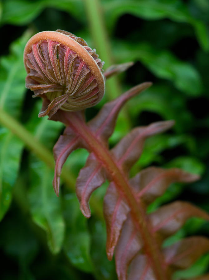New Fern Photograph by Leah Palmer