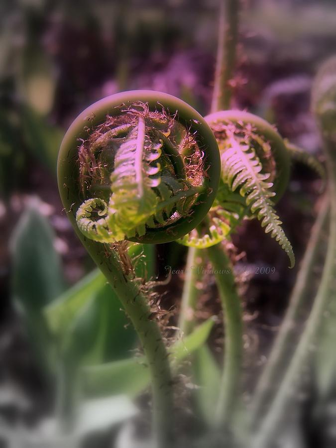 New Ferns Unfurling Photograph by Kathleen Luther