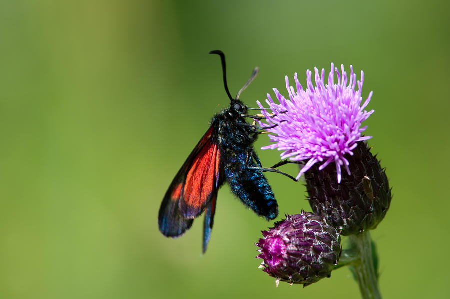 New Forest Burnet  Photograph by Torbjorn Swenelius