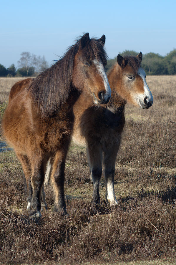 New Forest Ponies Photograph by Chris Day