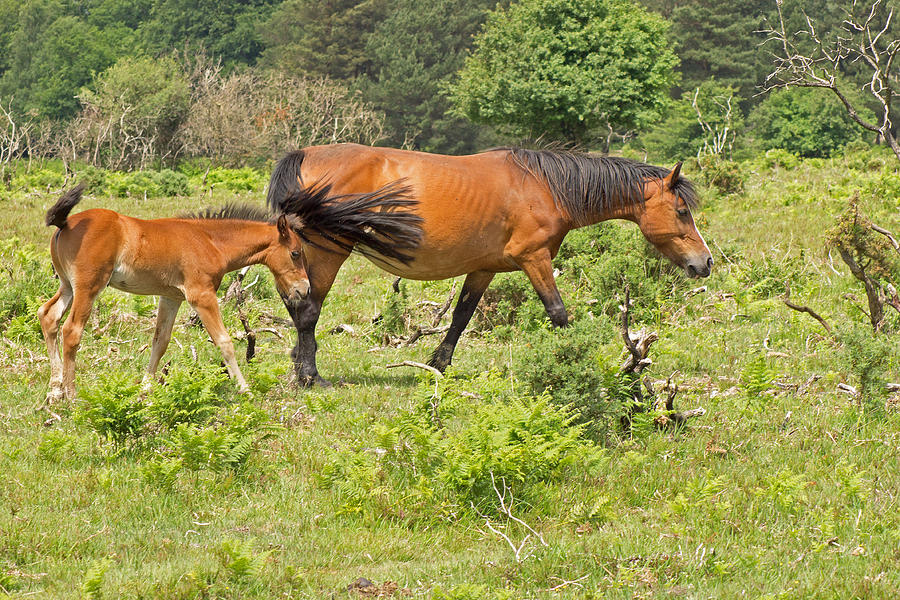 New Forest Pony and Foal Photograph by Tony Murtagh