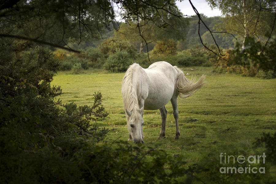 New Forest Pony Photograph by Ang El