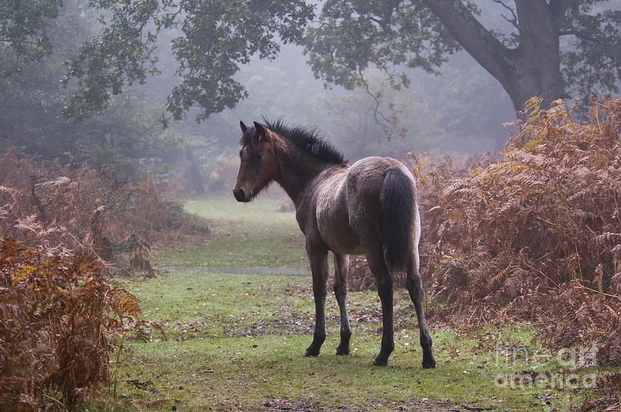 New Forest Pony Photograph by Dave Pressland FLPA