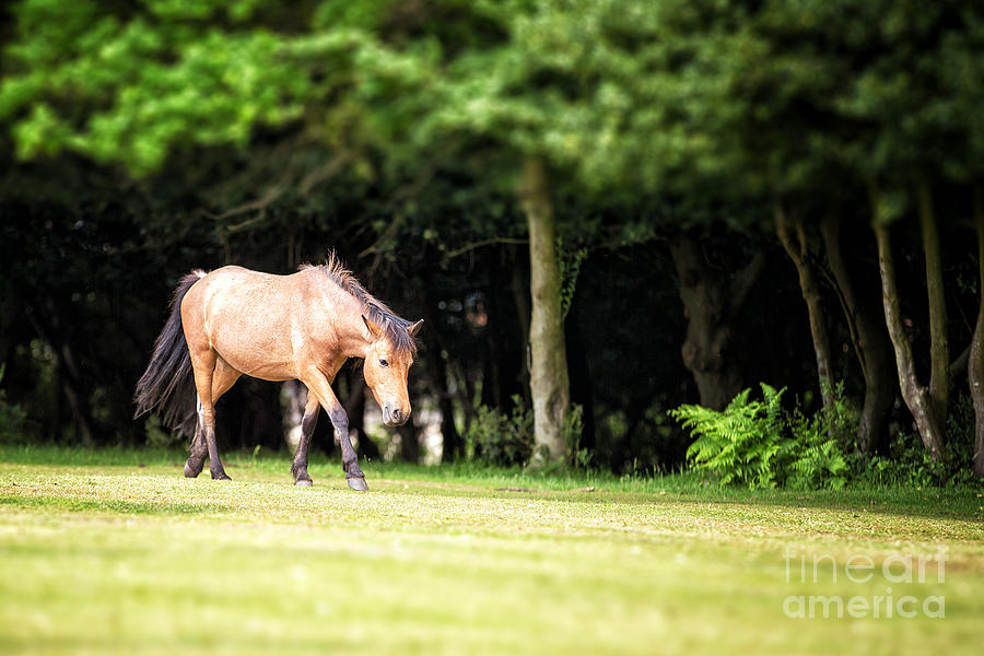 New Forest pony Photograph by Jane Rix
