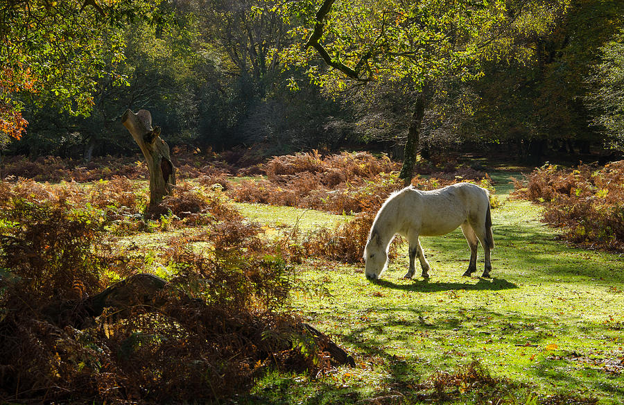 New Forest Pony Photograph by Tangletreesphotos
