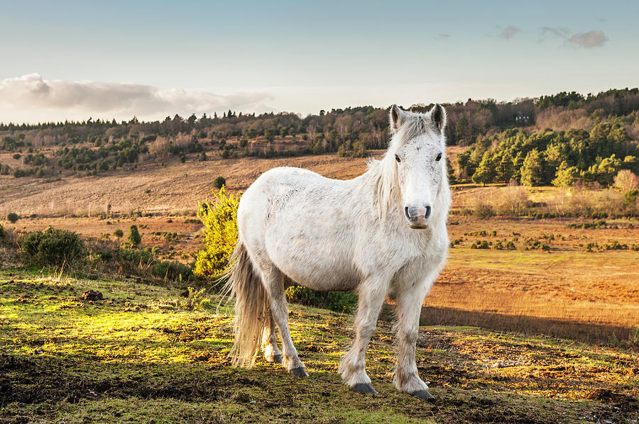 New Forest Wild Pony Photograph by Projectb