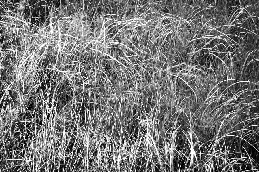 New Grasses Glacier National Park BW Photograph by Rich Franco