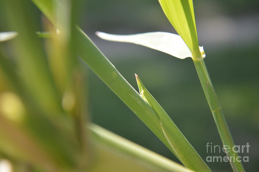 Abstract Photograph - New Growth Bamboo by Tina M Wenger