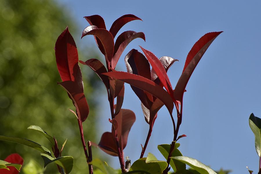Red Leaves Photograph - New Growth  by Linda Brody