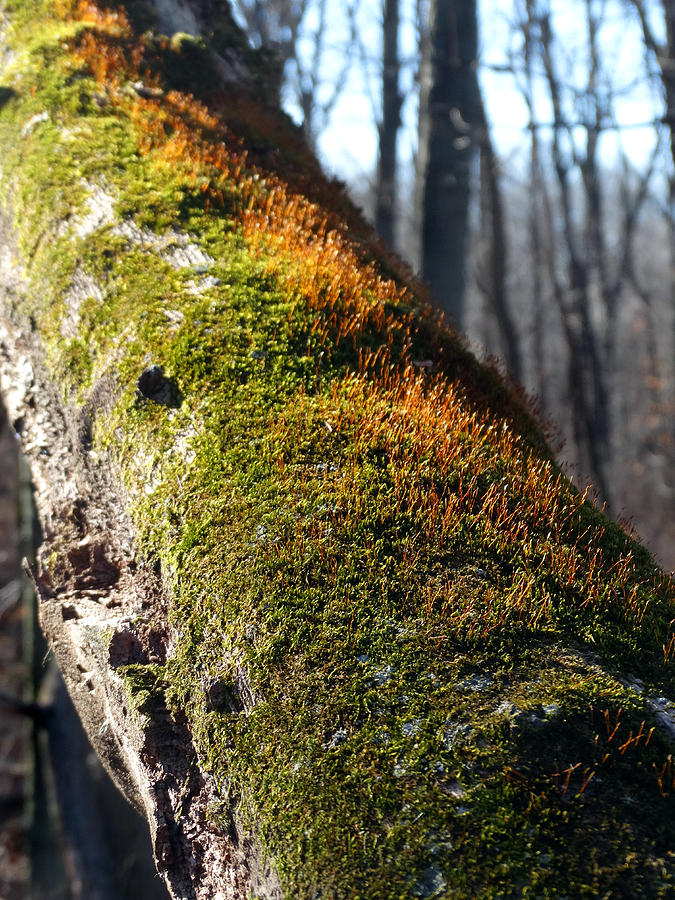 New Growth on a Dead Limb Photograph by David T Wilkinson