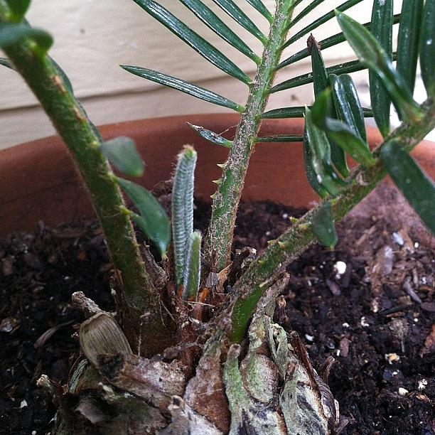 New Growth On My Sago Palm!! I Have Had Photograph by Sarah Skeen