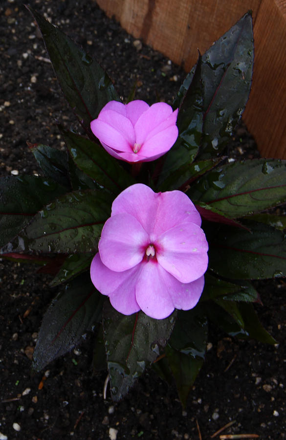 New Guinea Impatiens Photograph By Gerald Mitchell Fine Art America   New Guinea Impatiens Gerald Mitchell 