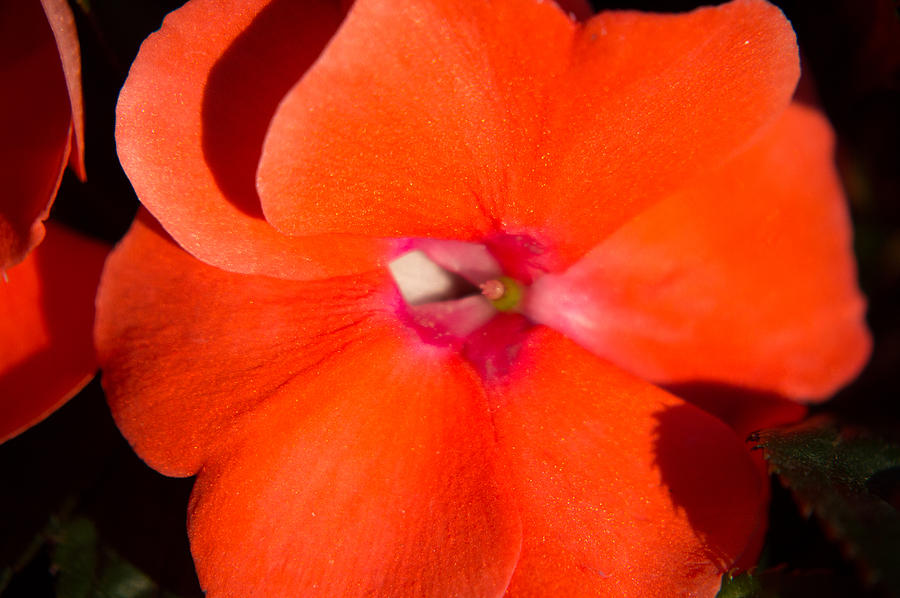 New Guinea Impatiens Photograph By JG Thompson Pixels   New Guinea Impatiens Jg Thompson 