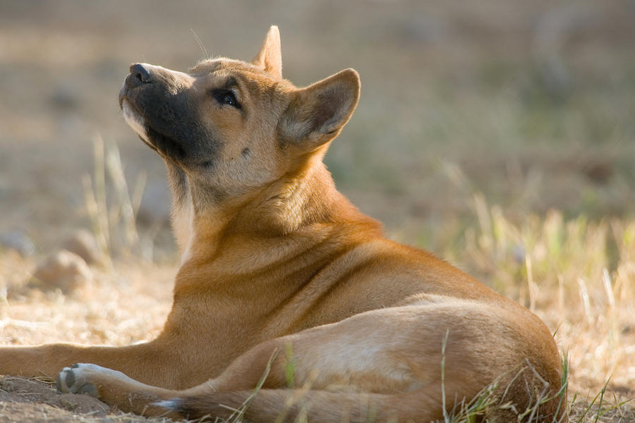 New Guinea Singing Dog Canis Hallstromi Photograph By Craig K Lorenz   New Guinea Singing Dog Canis Hallstromi Craig K Lorenz 