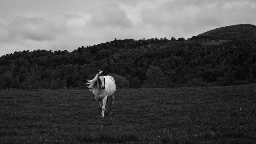 Horse Photograph - New Hampshire Horse by Joseph Smith