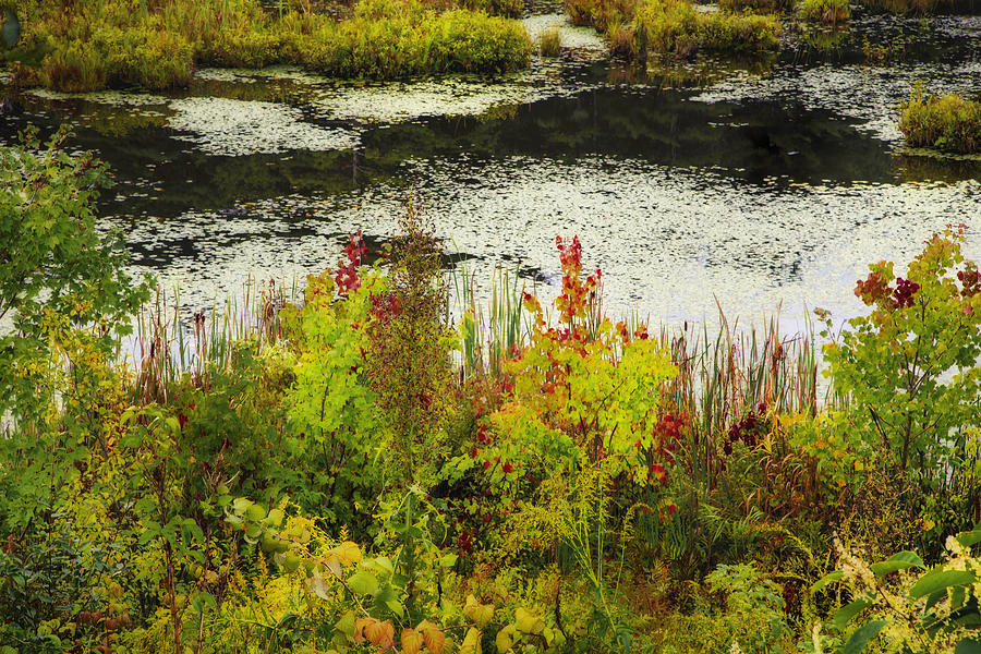 New Hampshire Marsh Photograph by Tom Singleton
