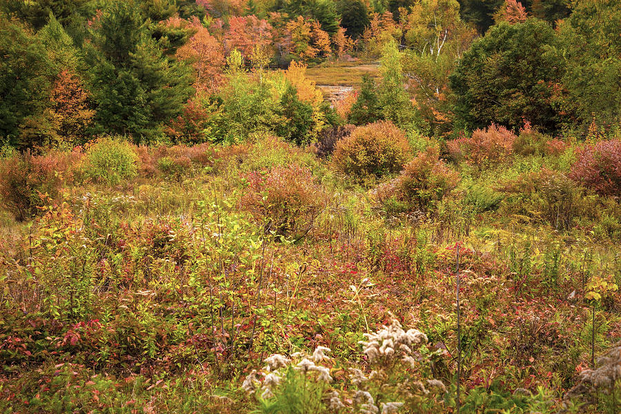 New Hampshire Meadow Photograph by Tom Singleton