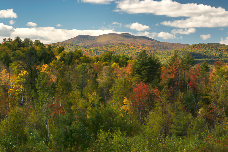 New Hampshire Painterly Foliage Photograph by Nancy De Flon