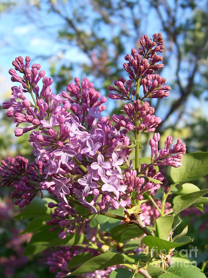 Purple Lilac Photograph by Eunice Miller
