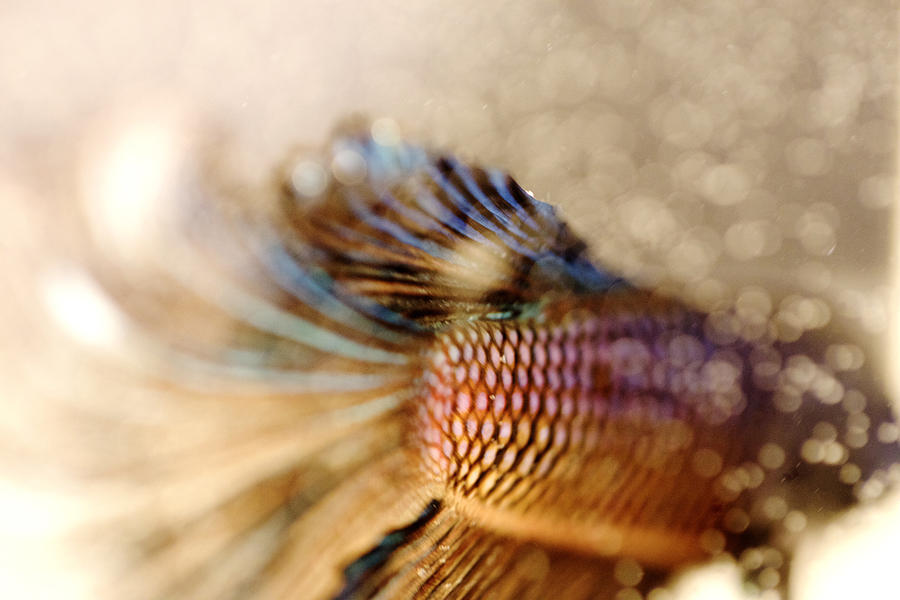 Fish Photograph - New by Jennifer Gaida