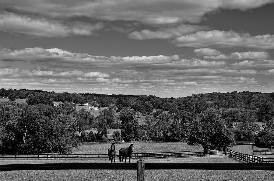 New Jersey Landscape with Horses Photograph by Steven Richman