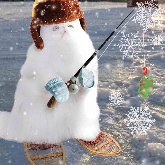 App Photograph - New #kitty From #weatherwhiskers  #app by Teresa Mucha