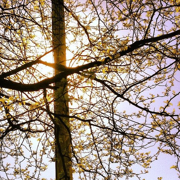 Spring Photograph - New Leaves by Christy Beckwith Spring Photograph - New Leaves by Christy Beckwith