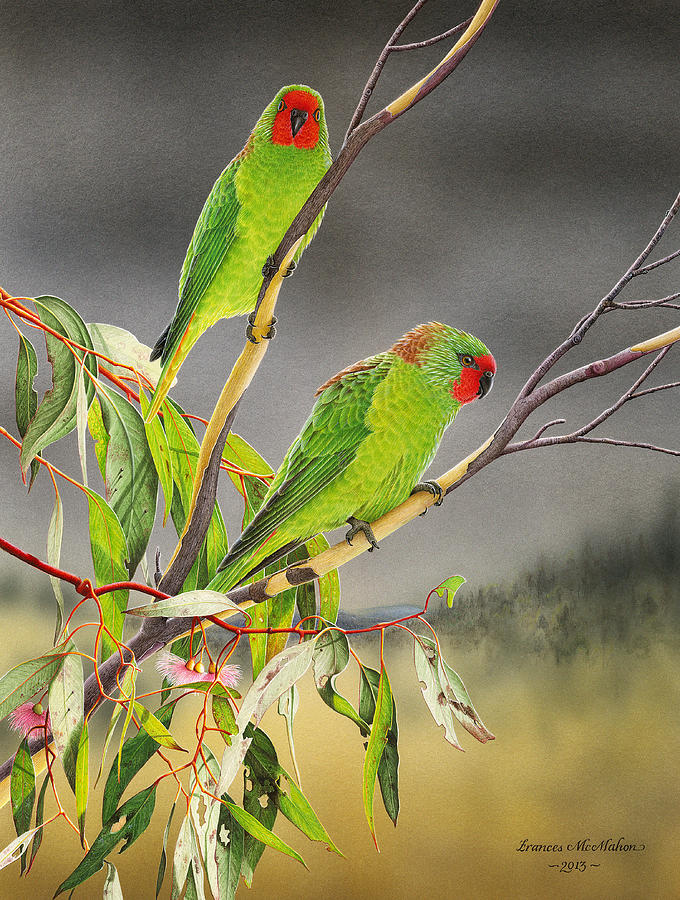 New Life - Little Lorikeets by Frances McMahon New Life - Little Lorikeets by Frances McMahon