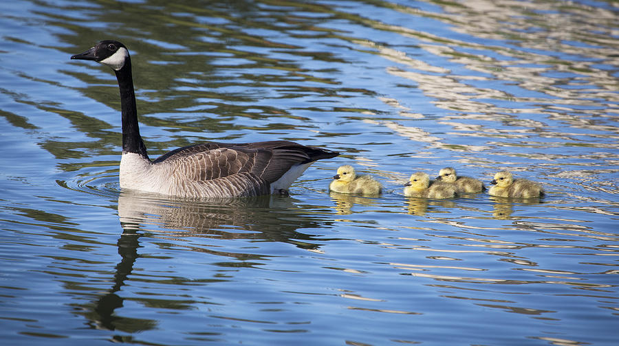 New Life Photograph by Robin Ingram - Fine Art America