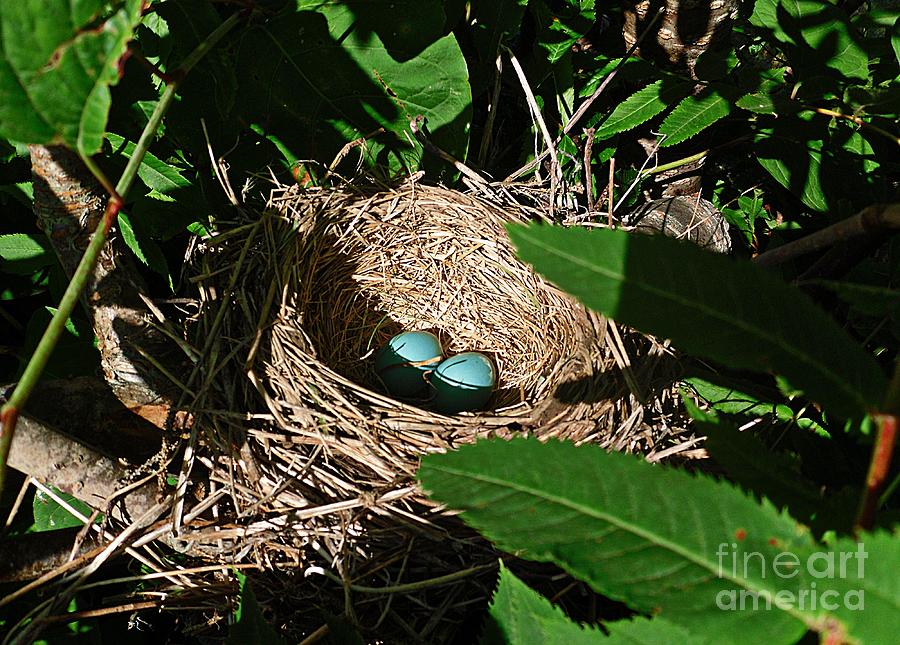 Egg Photograph - New Life - Robins Nest by Barbara A Griffin