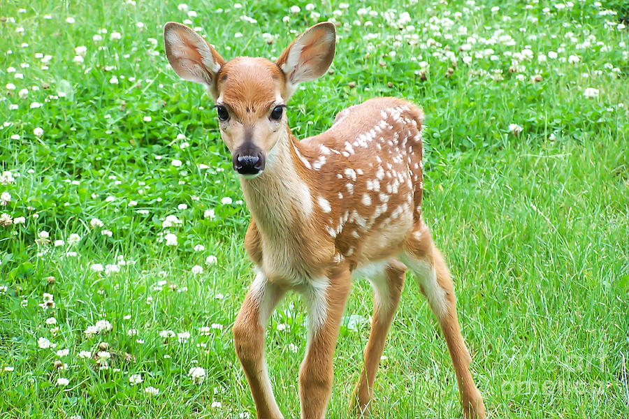 New Life Spotted Fawn Photograph by Nikki Vig