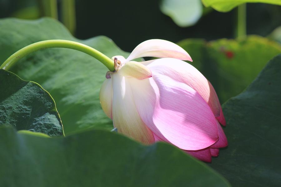 Nature Digital Art - New Lotus Blossom by Bonita Hensley