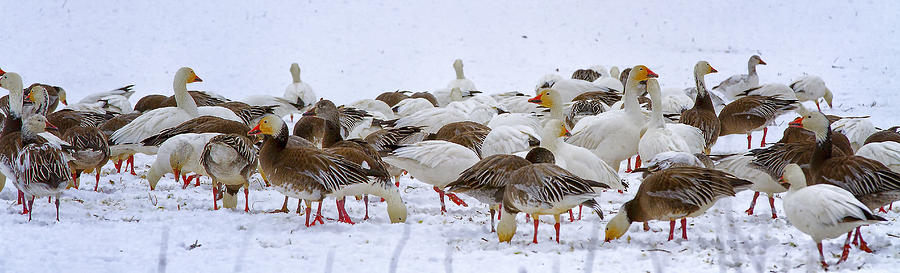New Melle Snow Geese Photograph by Linda Tiepelman