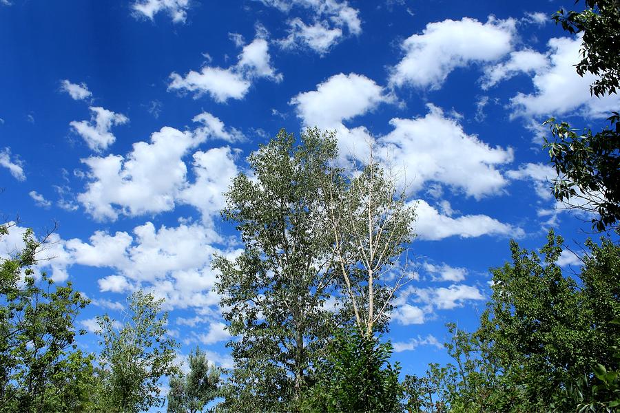 New Mexico Blue Sky White Clouds and Birch Trees Photograph by Elizabeth Sullivan